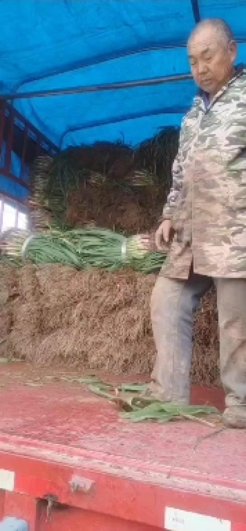 湖北宜昌黄心大白菜，甘蓝，莴笋，蒜苗