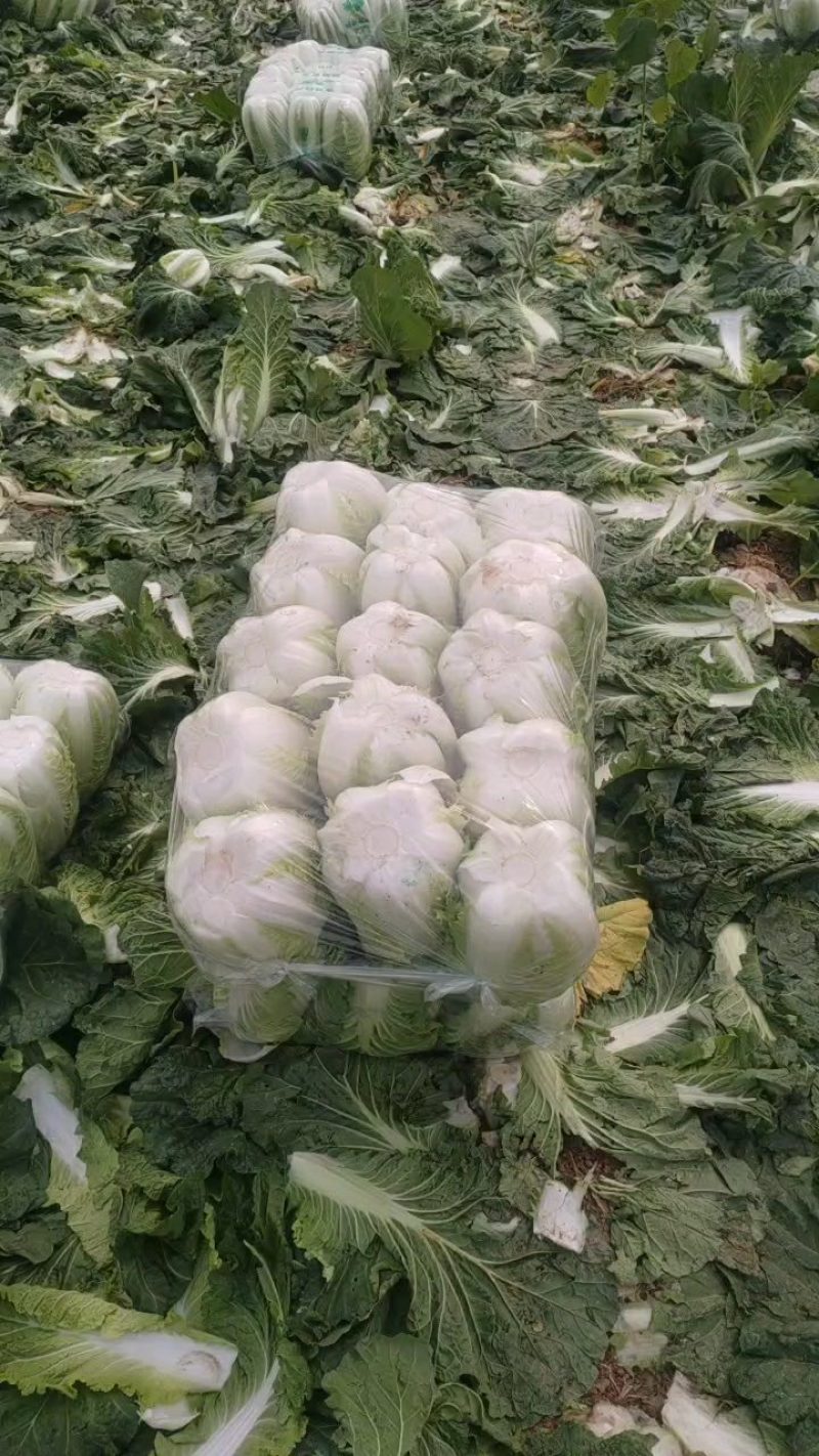 湖北宜昌黄心大白菜，甘蓝，莴笋，蒜苗