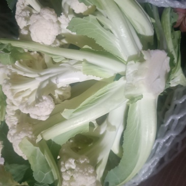 有机花