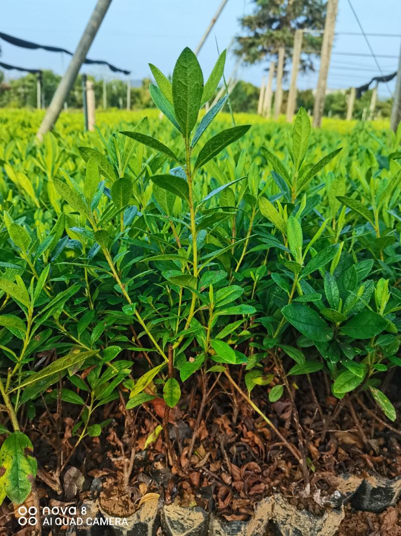 毛杜鹃苗湖南当季新苗，2～3两年老苗有货量大从优