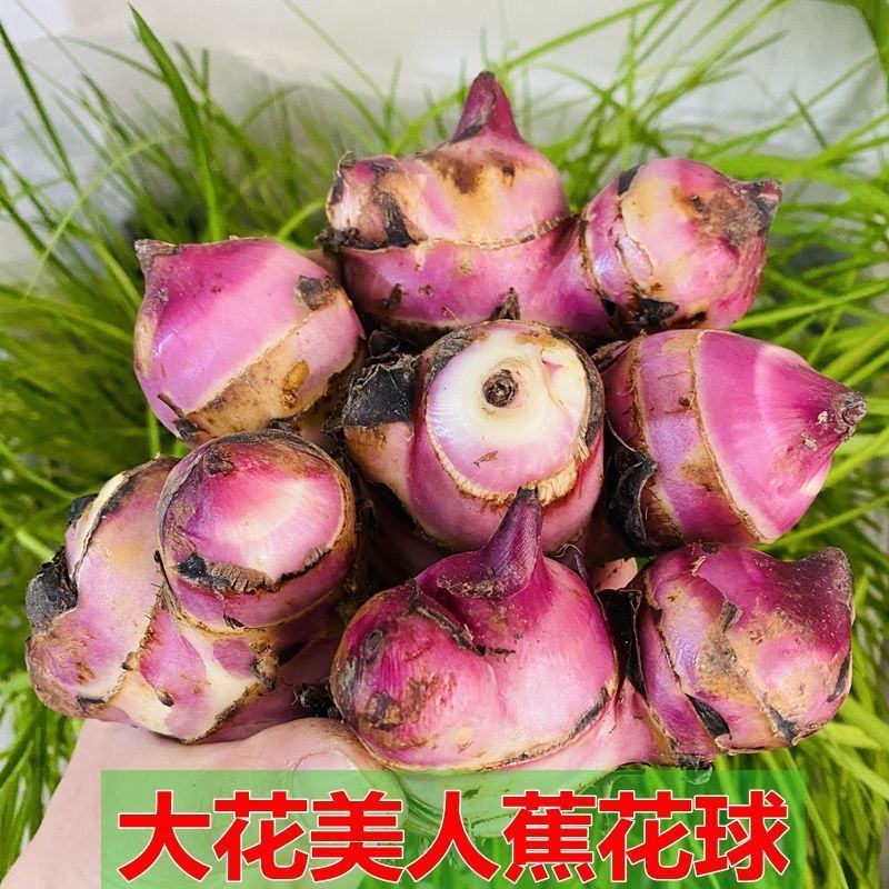 美人蕉种球四季开花美人蕉花苗根茎盆栽室外花卉绿植阳台庭院