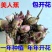 美人蕉种球四季开花美人蕉花苗根茎盆栽室外花卉绿植阳台庭院