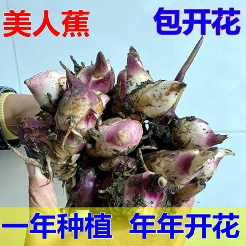 美人蕉种球四季开花美人蕉花苗根茎盆栽室外花卉绿植阳台庭院