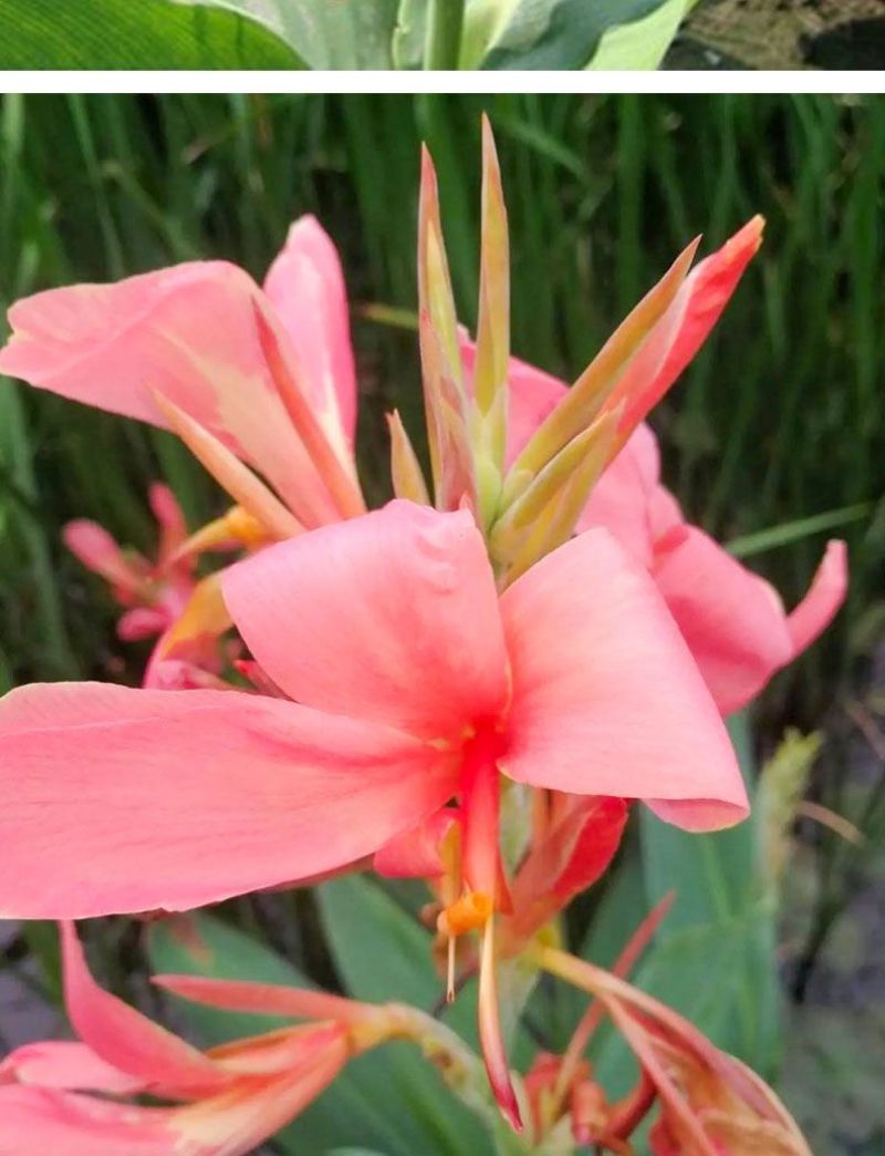 美人蕉种球四季开花美人蕉花苗根茎盆栽室外花卉绿植阳台庭院