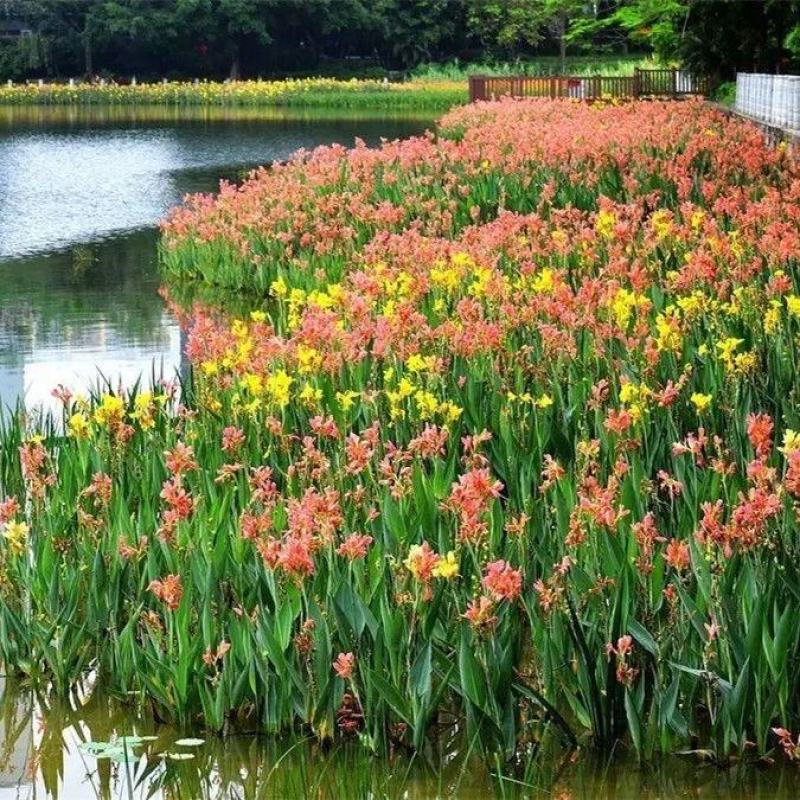 美人蕉种球四季开花美人蕉花苗根茎盆栽室外花卉绿植阳台庭院