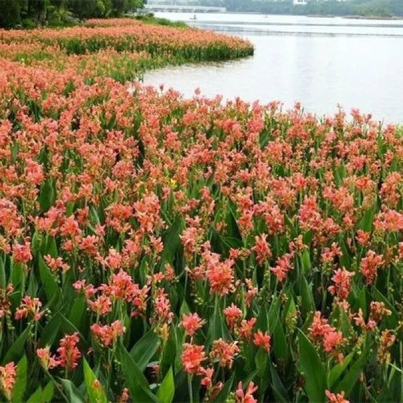 美人蕉种球四季开花美人蕉花苗根茎盆栽室外花卉绿植阳台庭院