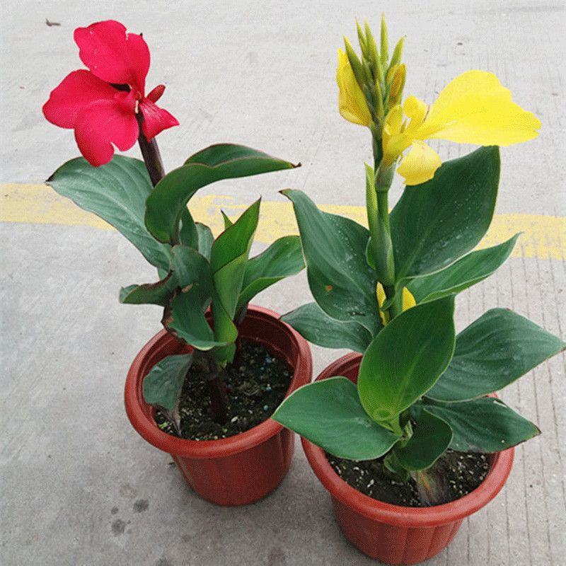 美人蕉种球四季开花美人蕉花苗根茎盆栽室外花卉绿植阳台庭院