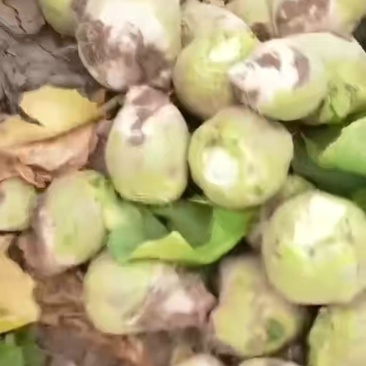 大量出售芥菜，大个头，光溜溜的，欢迎大老板合作
