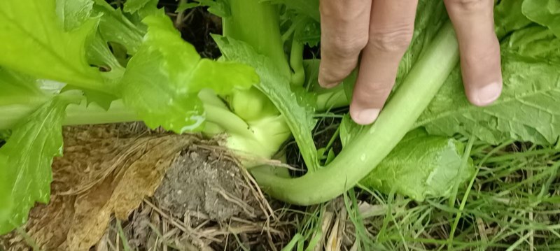 榨菜