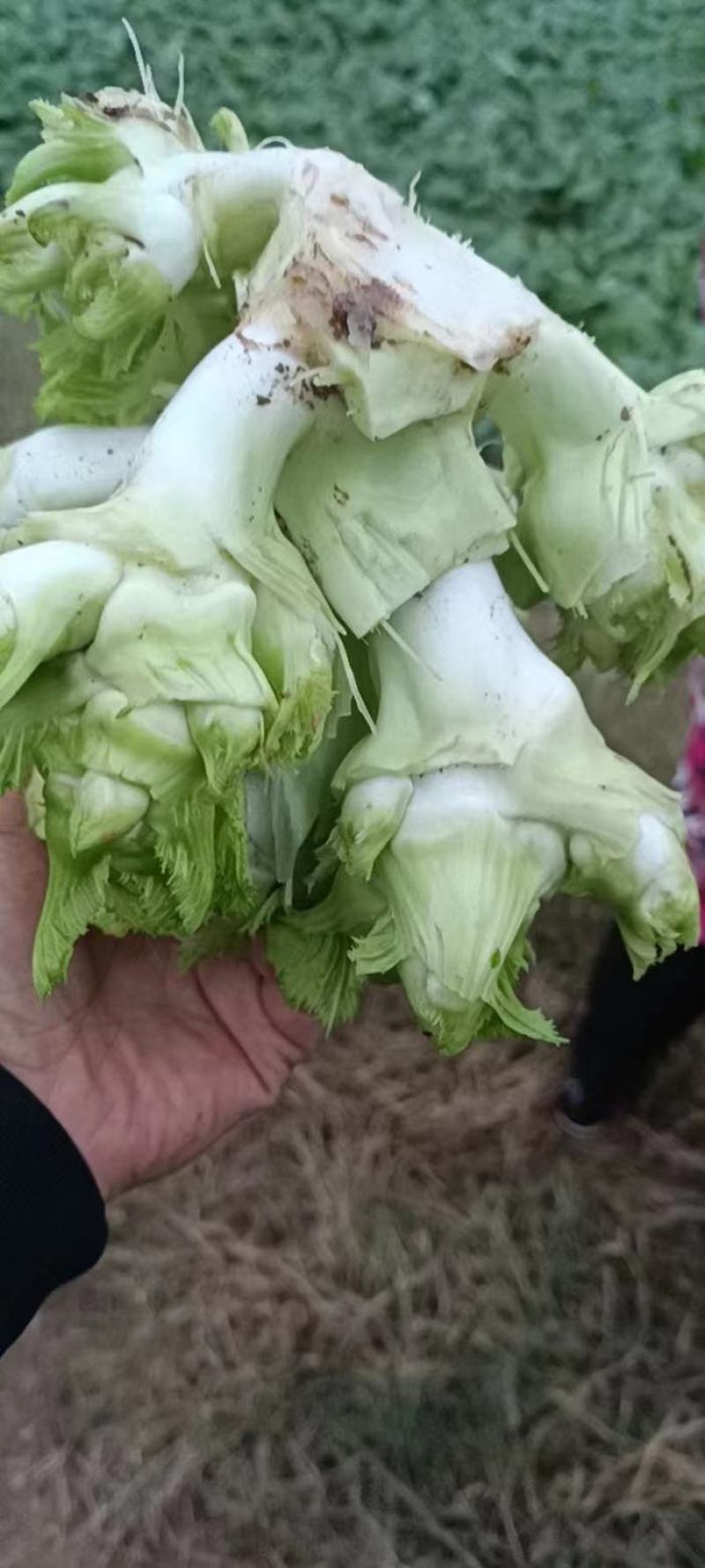 四川儿菜，包菜