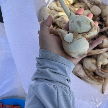 精品中茨菰白茨菰，优质货源，