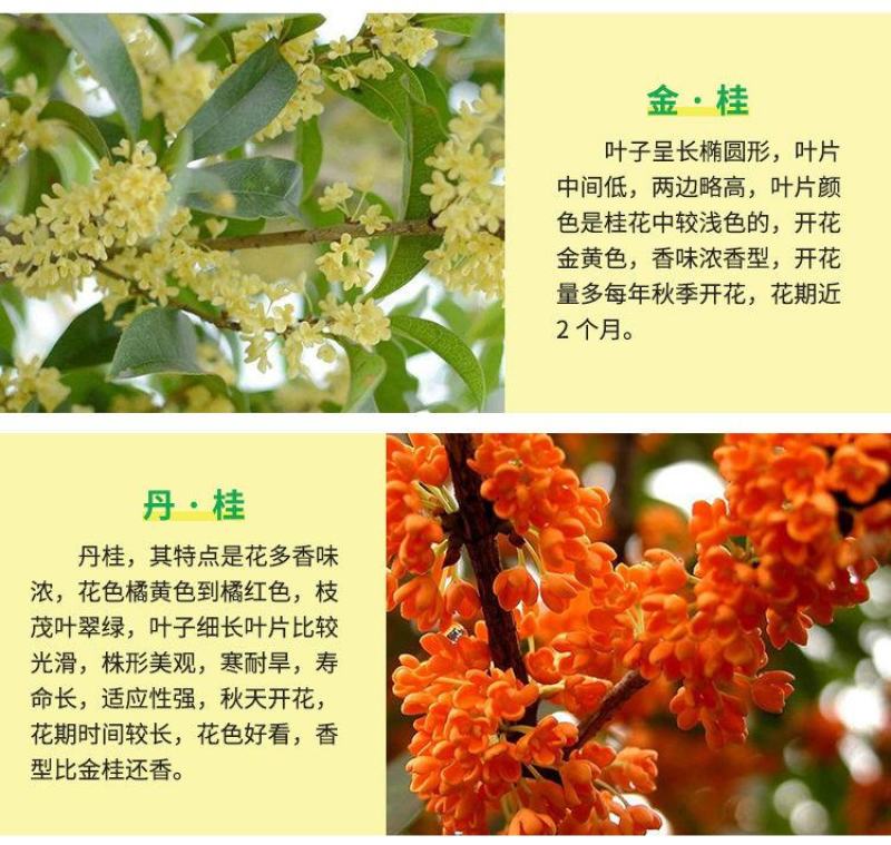 四季桂，四季开花桂花盆栽桂花，金桂，丹桂月桂彩叶桂