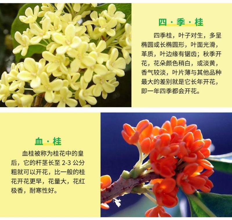 四季桂，四季开花桂花盆栽桂花，金桂，丹桂月桂彩叶桂