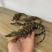 鳄鱼标本