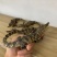 鳄鱼标本