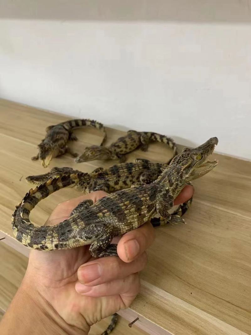 鳄鱼标本