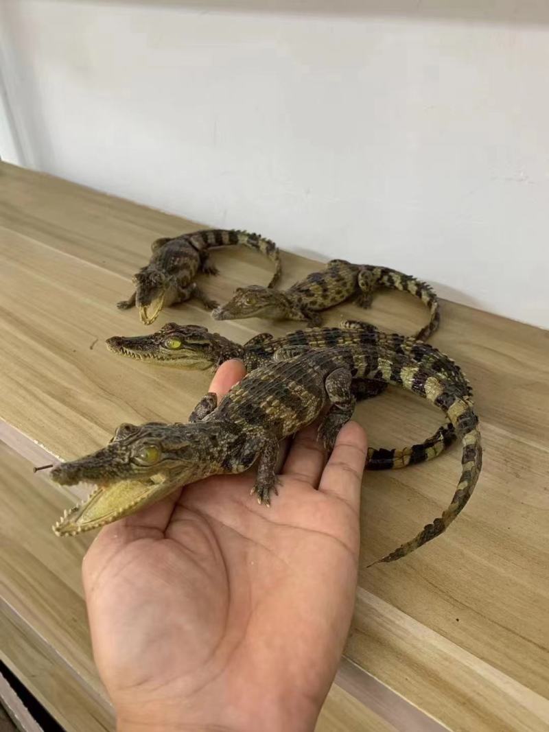 鳄鱼标本