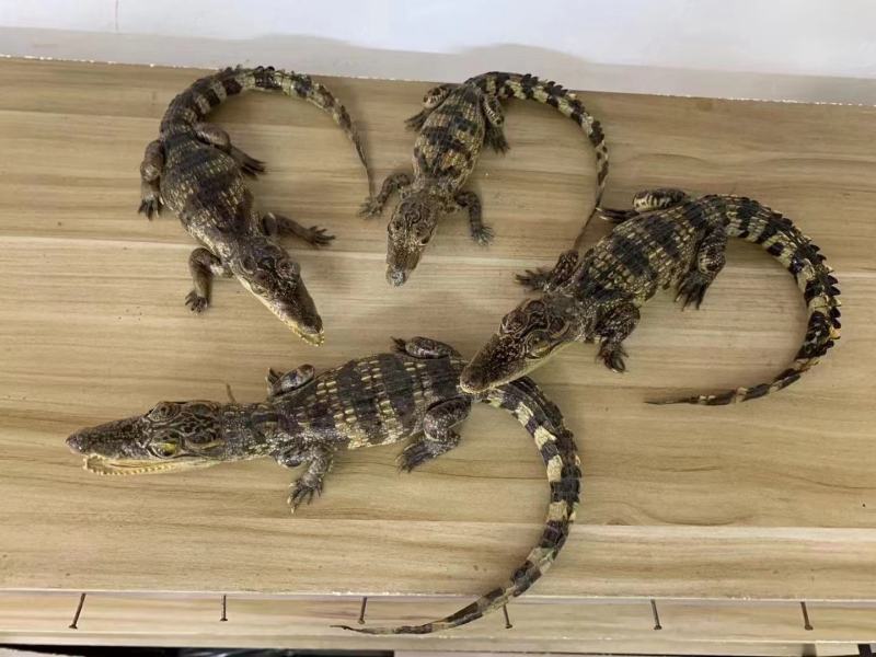 鳄鱼标本