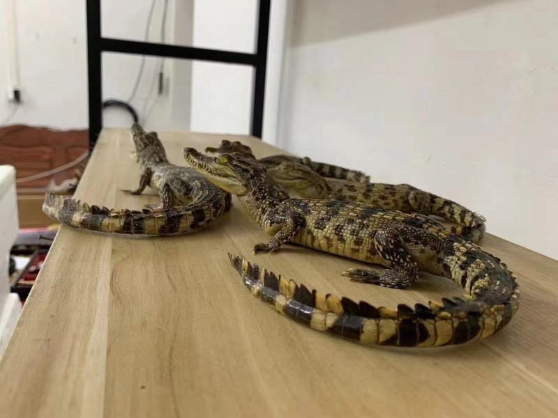 鳄鱼标本