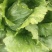 优质球生菜