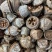 特级云南一口钟野生新货一口盅中草药材一口中无硫扣子七