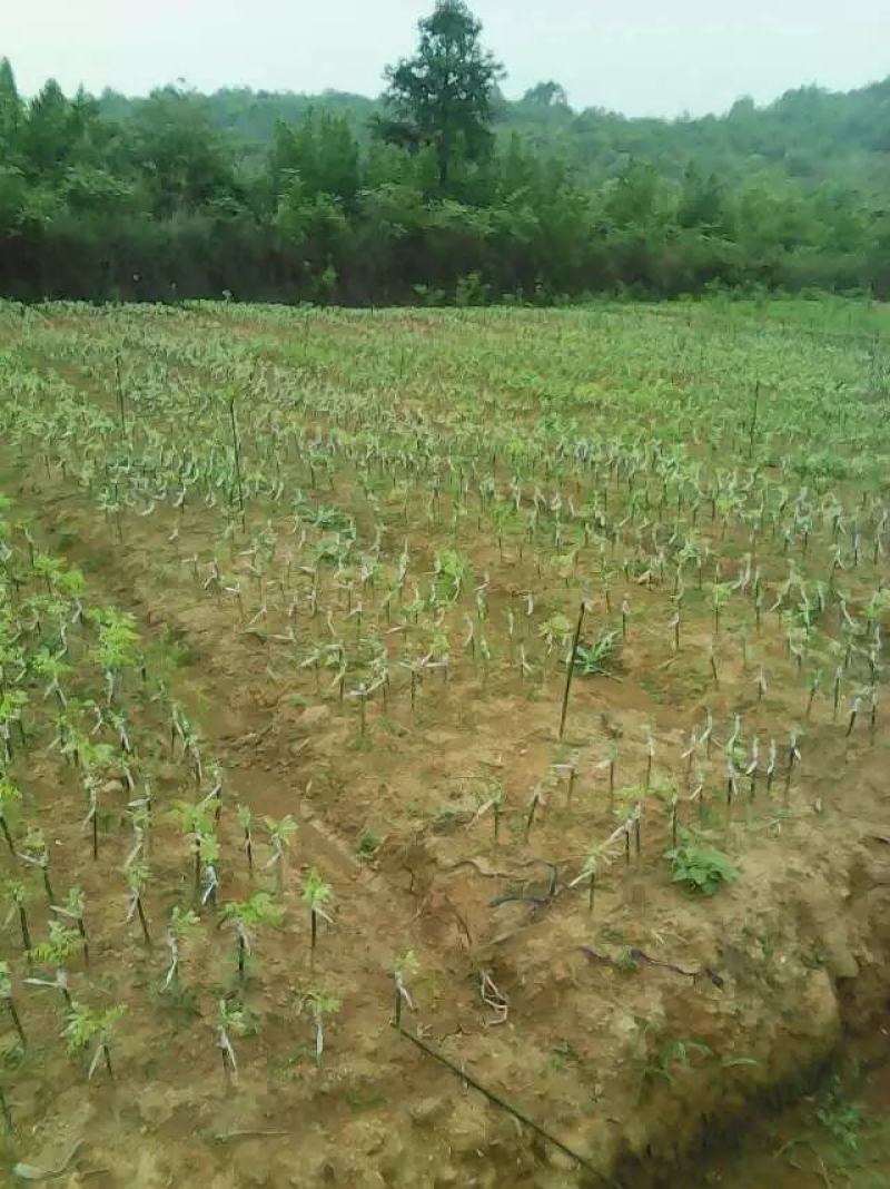 广西金槐苗，柑橘苗，李子苗培育基地