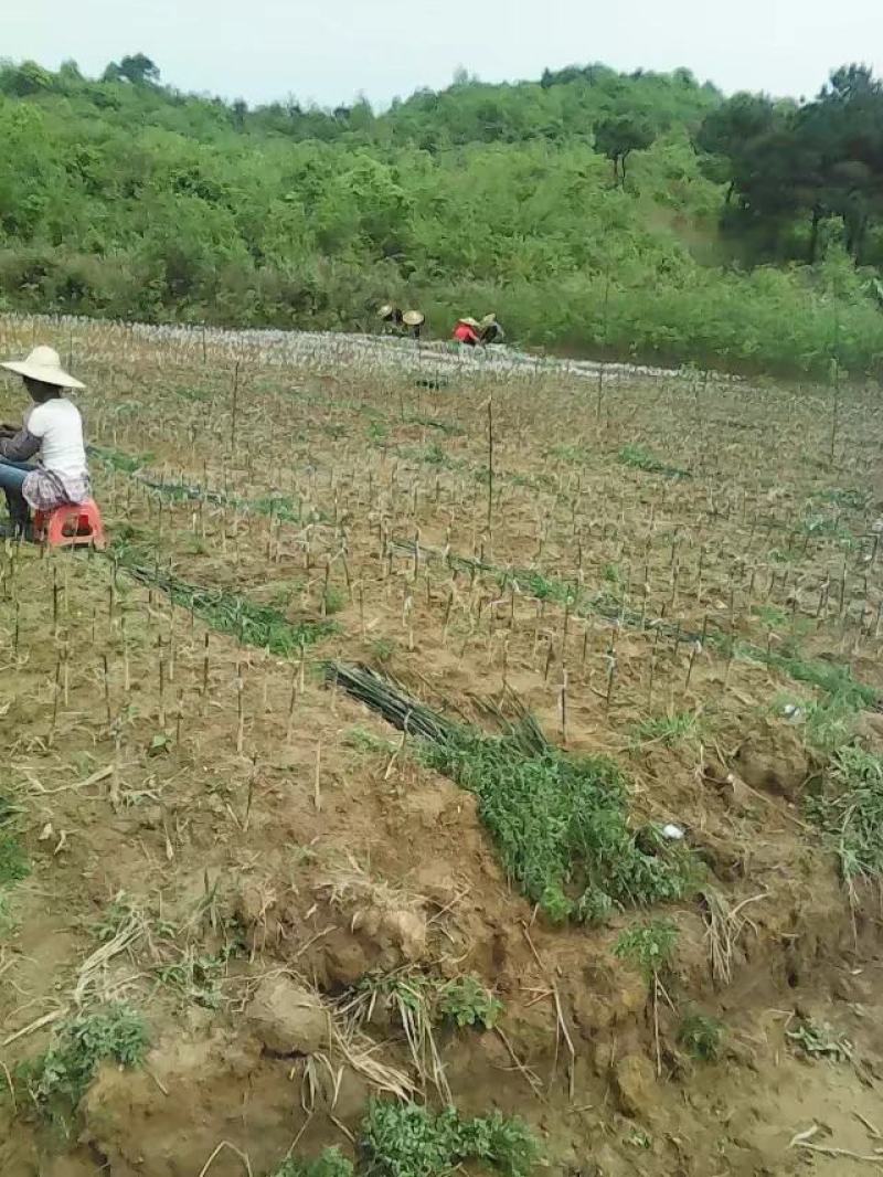 广西金槐苗，柑橘苗，李子苗培育基地