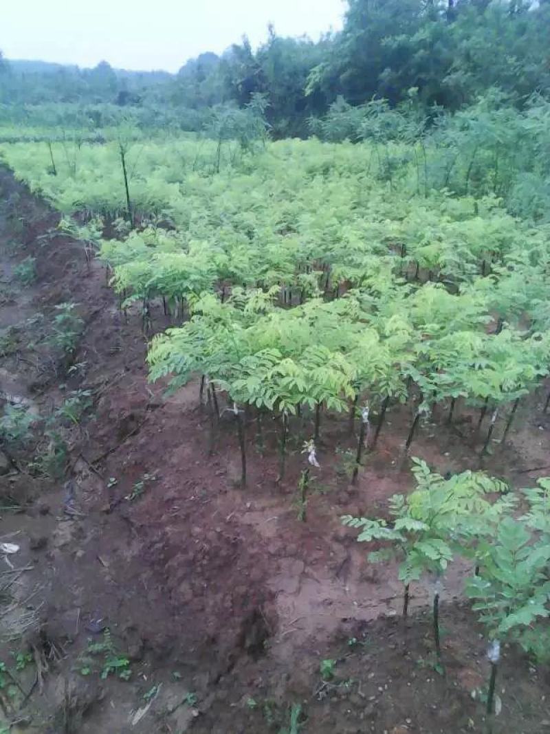 广西金槐苗，柑橘苗，李子苗培育基地