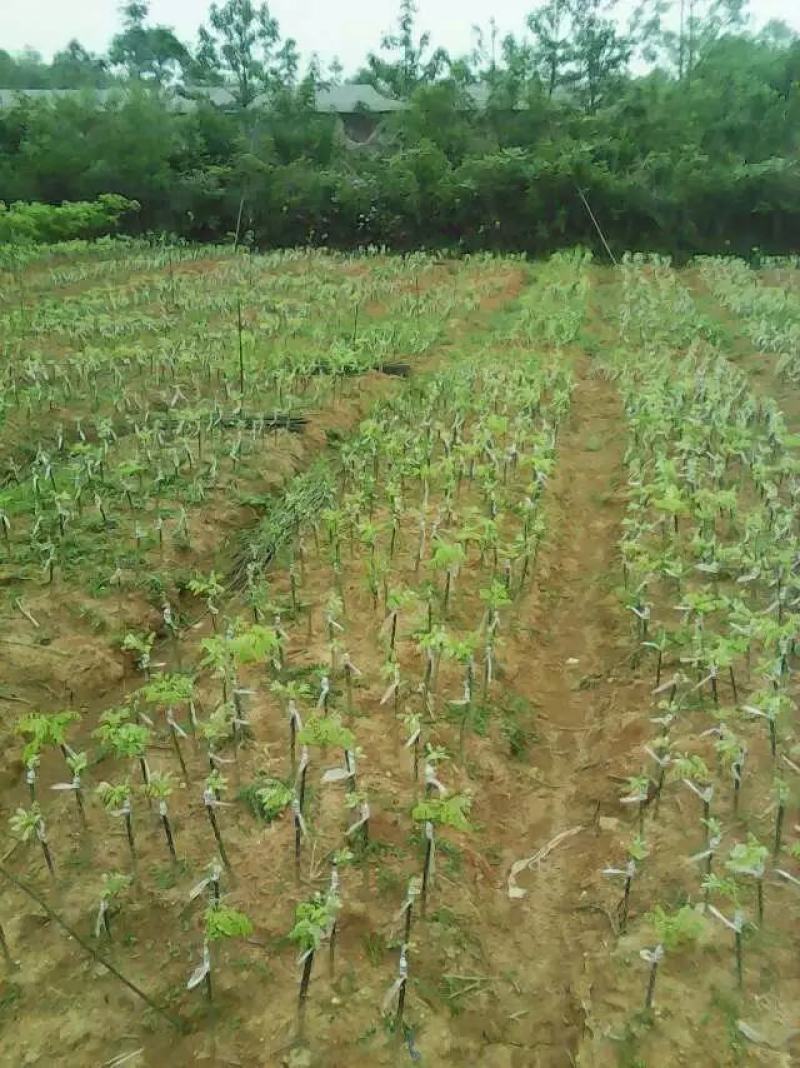 广西金槐苗，柑橘苗，李子苗培育基地