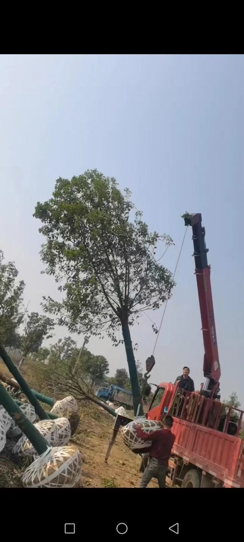 移栽截杆发帽香樟，规格齐全，分枝统一，冠幅饱满，存活率高