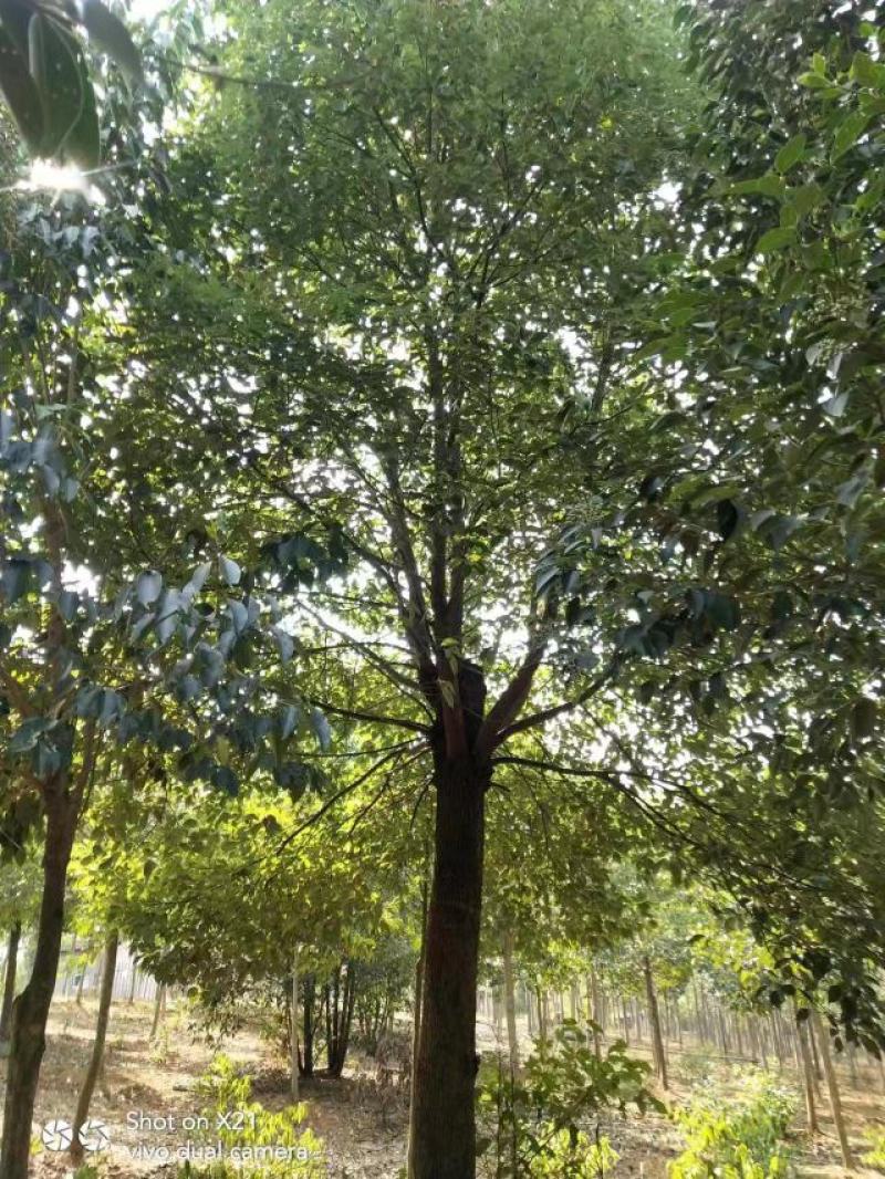 移栽截杆发帽香樟，规格齐全，分枝统一，冠幅饱满，存活率高