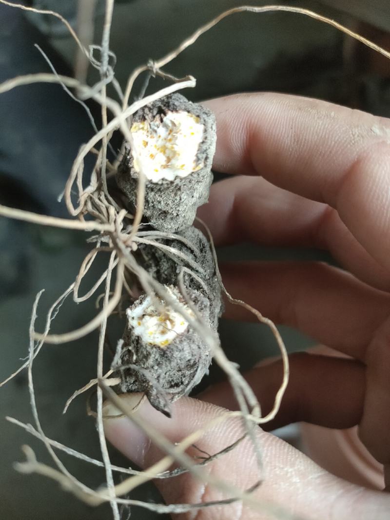 供应朱砂点苍术，干货，鲜货都有，高海拔种植，质量很好