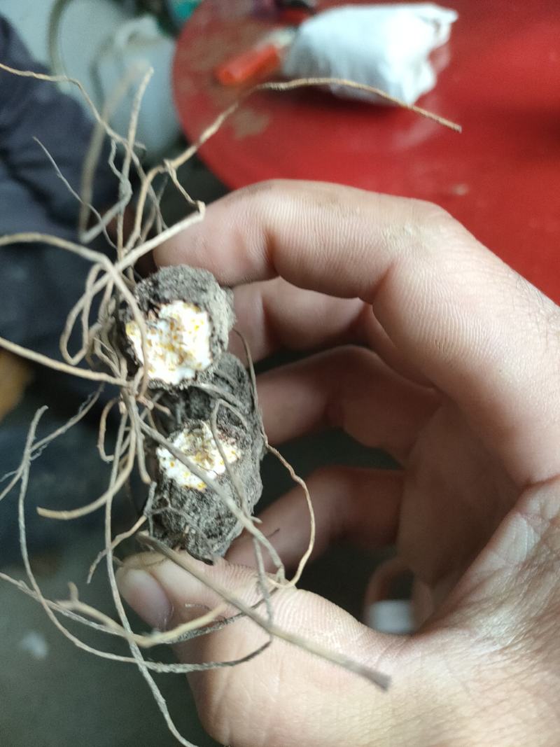 供应朱砂点苍术，干货，鲜货都有，高海拔种植，质量很好