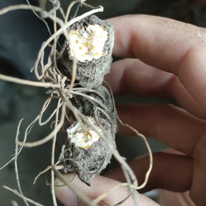 供应朱砂点苍术，干货，鲜货都有，高海拔种植，质量很好