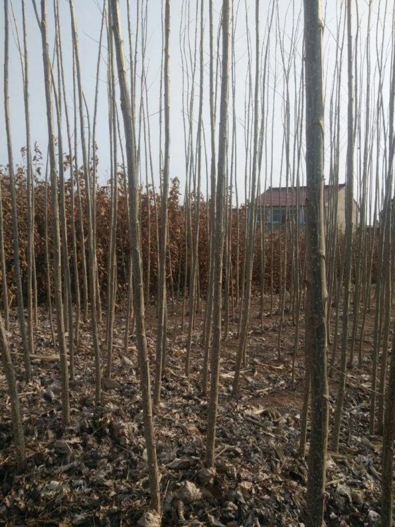 杨树苗，产地发货，质量保证，对接大型批发商，欢迎来电咨询