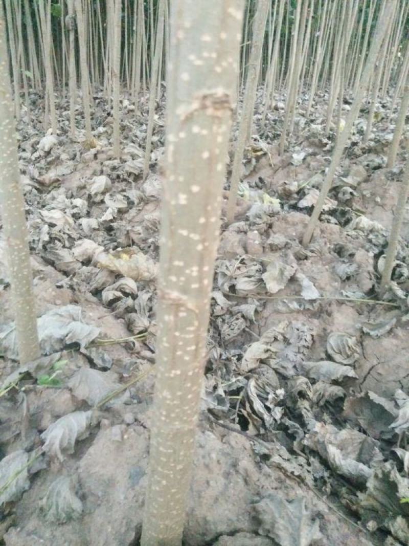 杨树苗，产地发货，质量保证，对接大型批发商，欢迎来电咨询