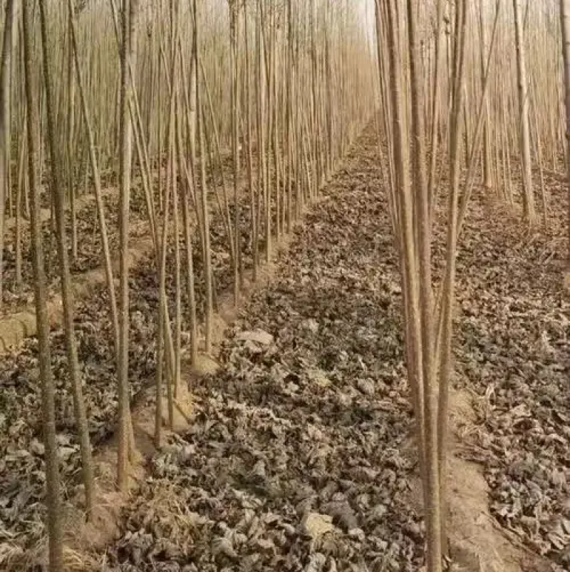 杨树苗，产地发货，质量保证，对接大型批发商，欢迎来电咨询