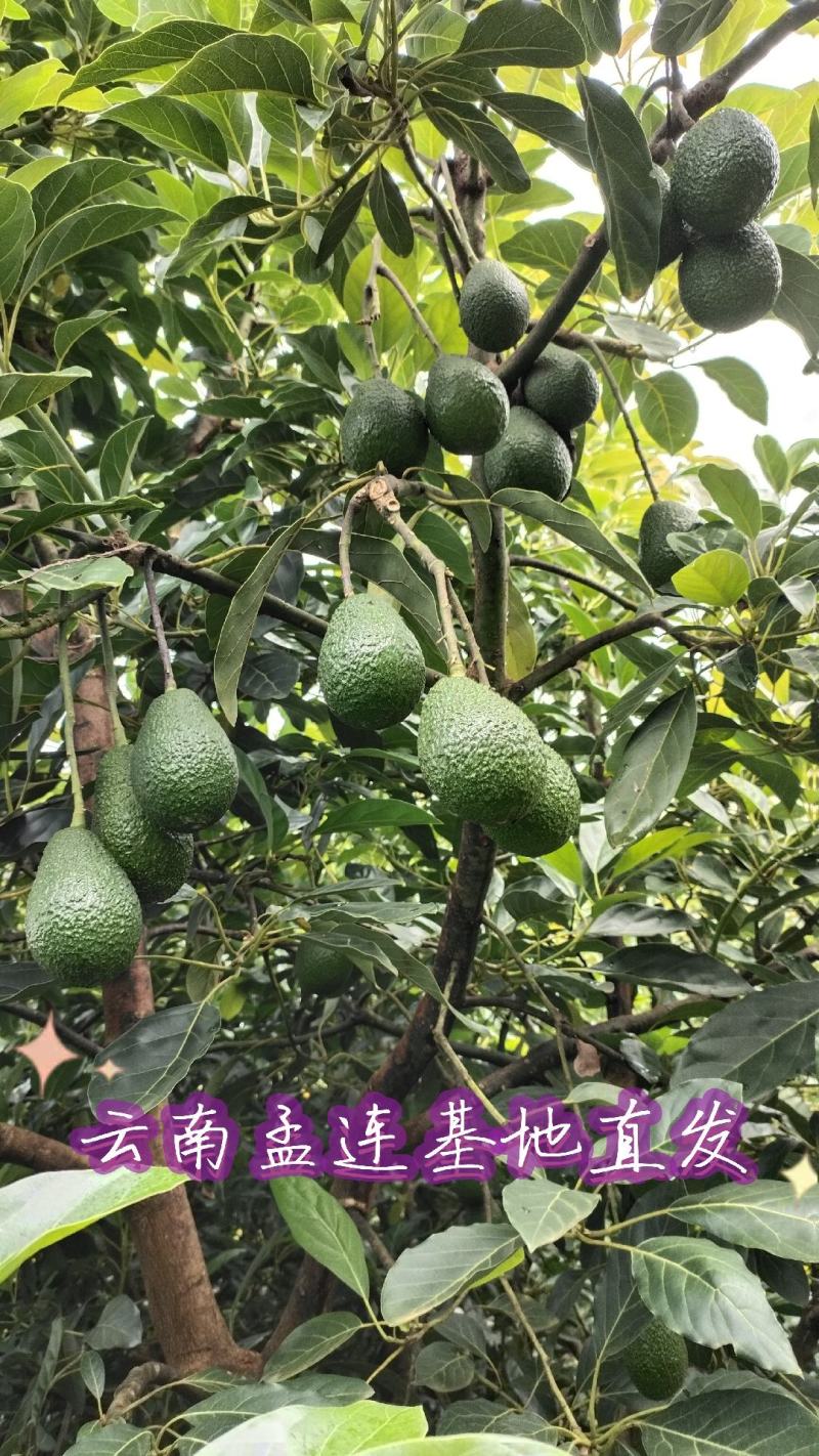 孟连牛油果基地直供
