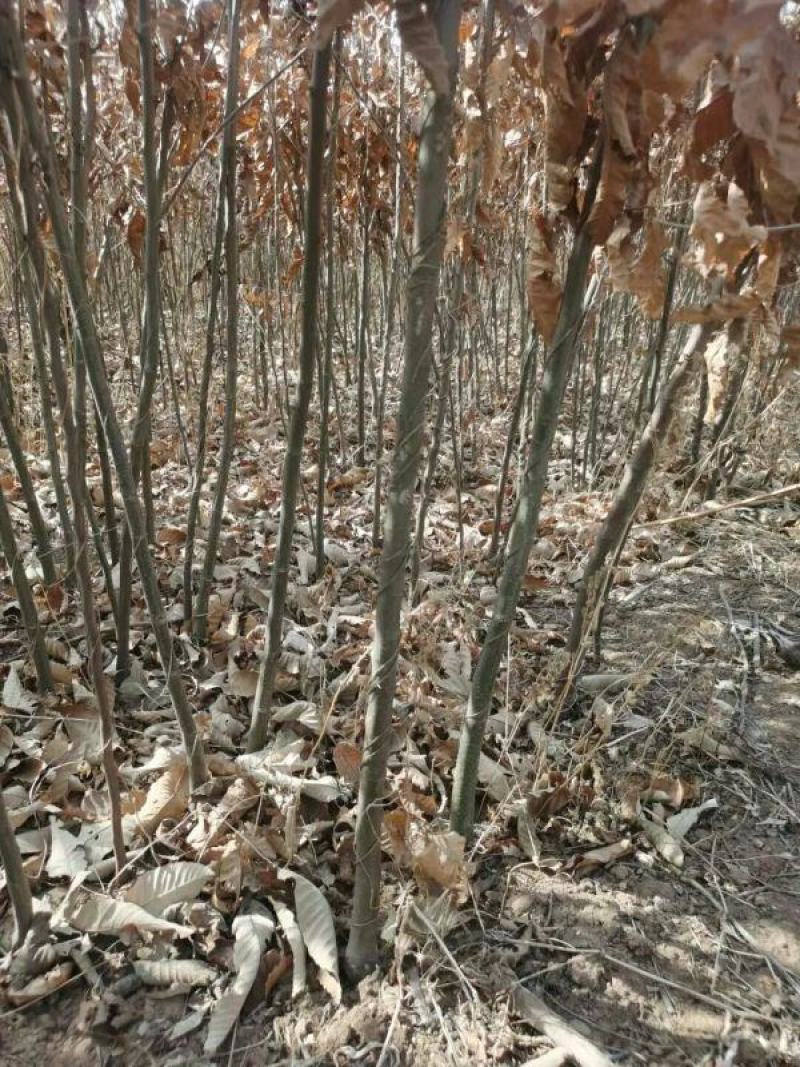 板栗苗，板栗树苗，基地一手货源。对接大型批发商，欢迎来电