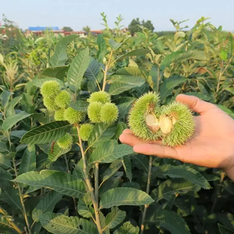 板栗苗，板栗树苗，基地一手货源。对接大型批发商，欢迎来电