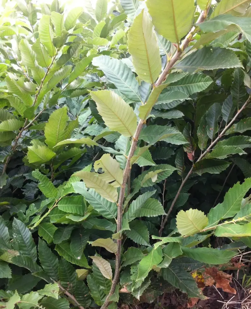 板栗苗，板栗树苗，基地一手货源。对接大型批发商，欢迎来电