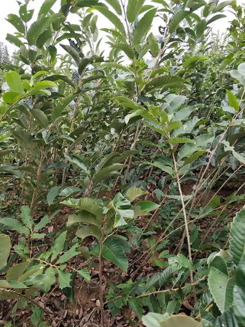 板栗苗，板栗树苗，基地一手货源。对接大型批发商，欢迎来电