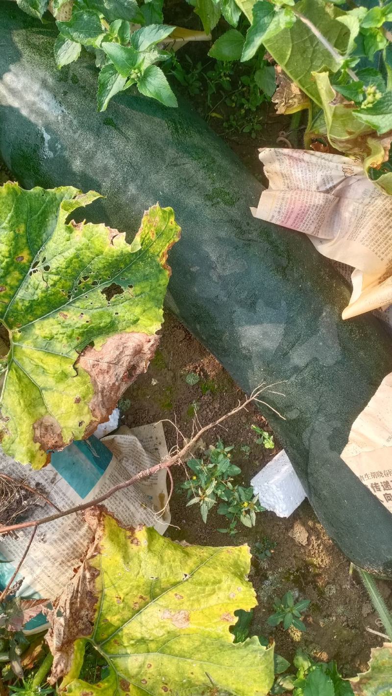 广西北海黑皮东瓜