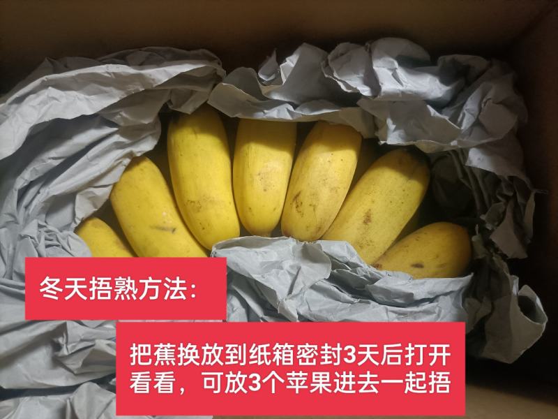 广西南宁香蕉自家种的小米蕉9斤净果包邮支持一件代发