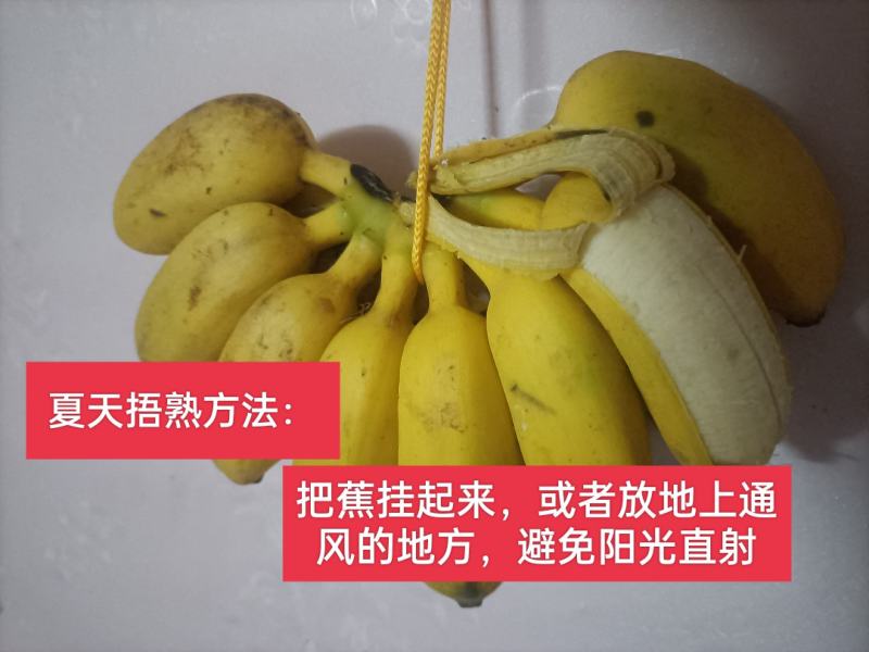 广西南宁香蕉自家种的小米蕉9斤净果包邮支持一件代发