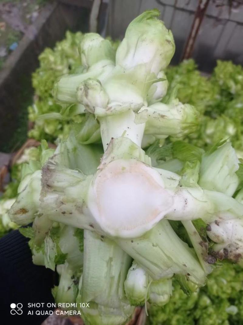 百亩园精品儿菜，价格实惠，质量保证，数量有限，先到先得