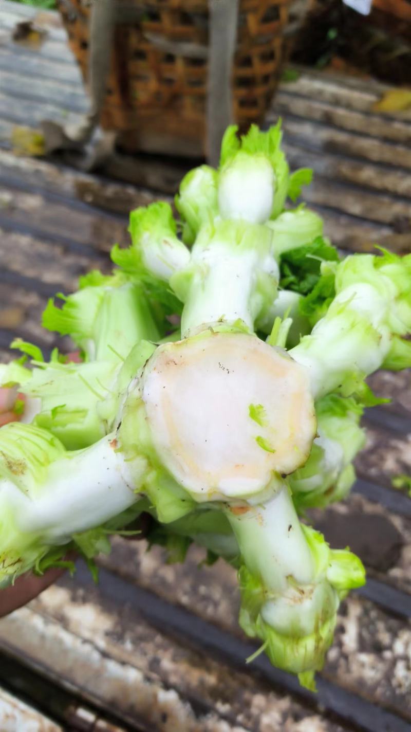 百亩园精品儿菜，价格实惠，质量保证，数量有限，先到先得