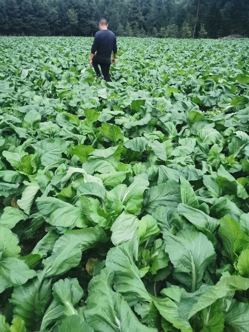 百亩园精品儿菜，价格实惠，质量保证，数量有限，先到先得