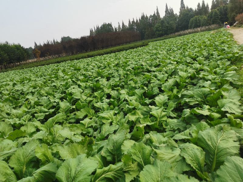 百亩园精品儿菜，价格实惠，质量保证，数量有限，先到先得