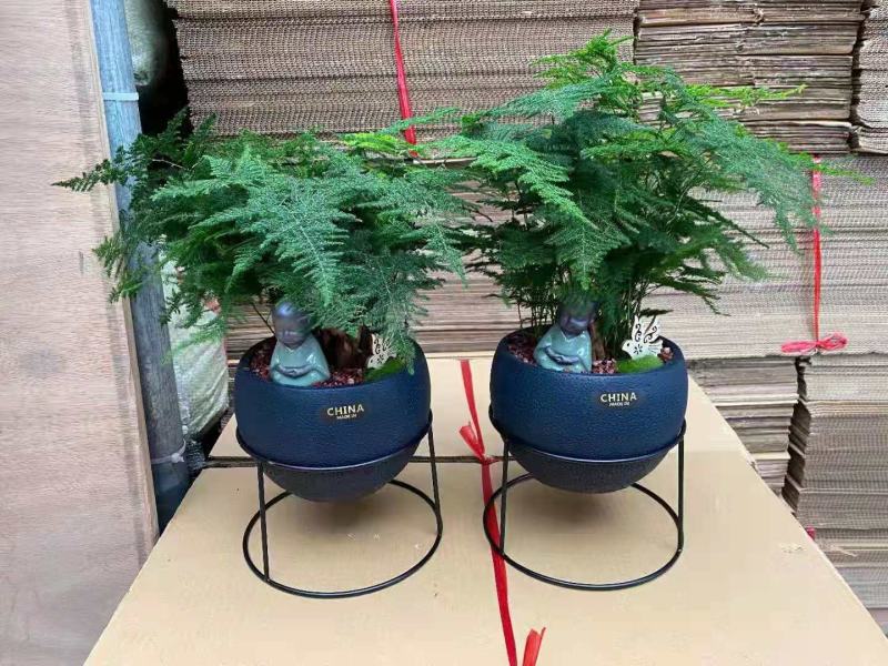 金钱树红如意组盆盆景盆栽制作精美绝伦植物新鲜